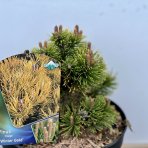 Borovica horská (Pinus mugo) ´WINTERGOLD´ – výška: 20-30 cm, kont. C3L